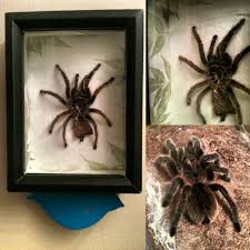 I Made This Shadowbox After My Chilean Rose Hair Tarantula Molted The Other Day I Got The Frame And Pressed Leaf Pape Rose Hair Tarantula Shadow Box Tarantula