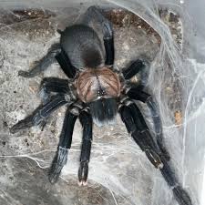 Image result for Enneapogon pretoriensis