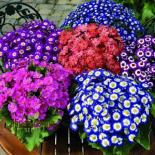 Image result for Cineraria