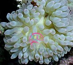 Rare red bubble tip anemones are often called rose anemones. Freshmarine Com Bubble Tip Anemone Entacmaea Quadricolor Bulb Tip Anemone Bulb Tentacle Anemone Buy Cheap Maroon Anemone At Wholesale