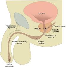 Congenital Anomalies Of The Male Urethra Abstract Europe Pmc