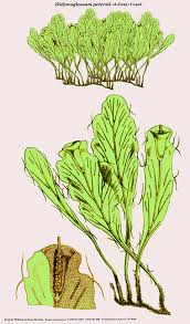Image result for Macrotyloma rupestre × densiflo