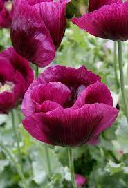 Pin On Flowers