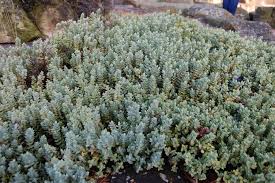 Image result for shrubby veronica hebe
