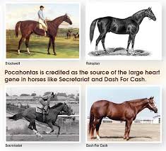 Another famous and highly influential horse was sir archy (<).sir archy was bred by colonel john tayloe iii of mountairy in virginia in partnership with captain archibald randolph of ben lomond, in. A Common Bond Speedhorse Magazine Your Global Connection To Quarter Horse Racing