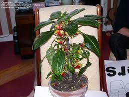 Maybe you would like to learn more about one of these? Plantfiles Pictures Impatiens Species Congo Cockatoo Parrot Plant African Queen Impatiens Niamniamensis By Fernpark