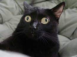 Cross Eyed Cat Funny Images Funny Pictures With Captions Funny Pictures