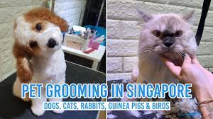 You will be able to find all the locations nearby, see reviews, find out if they are open or closed and contact them for an appointment for your dog, cat or other pet. 15 Pet Grooming Salons In Singapore Sorted By Location