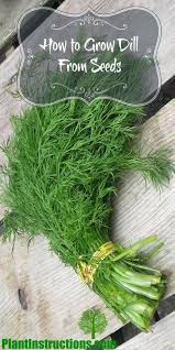 Pin On Herb Dill