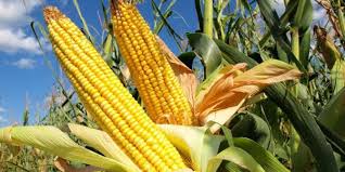 25 gambar jagung pics sofpaper. Contoh Teka Teki Jagung Yang Penting Untuk Para Ibubapa Pendidikan Abad Ke 21