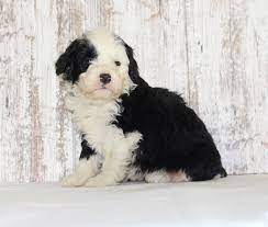 Maybe you would like to learn more about one of these? Bernedoodle Puppies Anderson Indiana Dog Type1