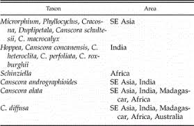 Image result for Schinziella