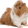 Explore similar animals vector, clipart, realistic png images on png arts. 1