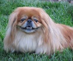 Pekingese Dog Breed Information And Pictures