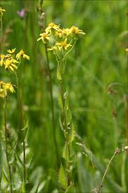 Image result for Senecio milanjianus