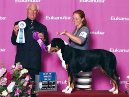 He is vet checked, up to date on shots and wormer plus comes with a health guarantee provided. Cherished Gsmd Our Dogs