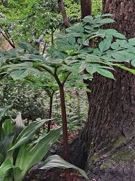 Image result for Amorphophallus