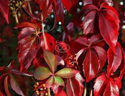 Image result for Parthenocissus quinquefolia
