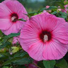 Summerific Candy Crush Rose Mallow Hibiscus Hybrid Hibiscus Bush Mallow Plant Growing Hibiscus