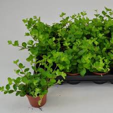A limited number of species (around 17) are found in africa. Peperomia Rotundifolia T8 5 Cm H10 Cm Pflanzen Grosshandel Floraccess