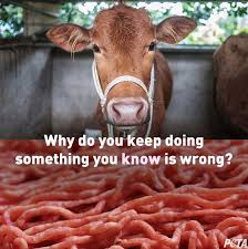 Why Do You Keep Doing Something You Know Is Wrong Animal Activism Vegan Animals Animal Activist