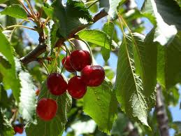 Pflanzen von a bis z. Den Kirschbaum Schneiden So Gelingts Garden Blog