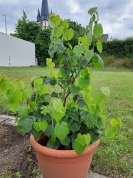 Winterlinde Im Juli 2020 Winter Juli