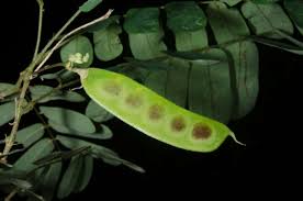 Image result for Abrus fruticulosus