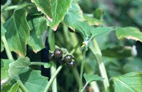 Image result for Solanum richardii