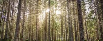 Image result for tbn:3vZ60r5pREJfDM::4mukla.com/up/uploadfrh/b002aba551.jpg