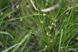 Image result for Juncus punctorius