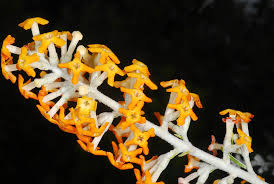 Image result for Buddleja madagascariensis