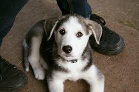 That Face Husky X Golden Retriever Puppy Imgur
