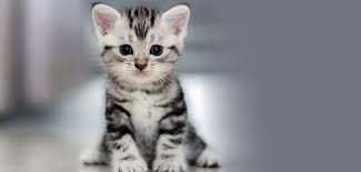 Kedi Kisirlastirma Caiz Mi