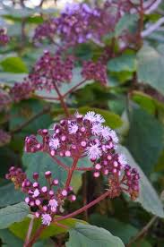 Image result for Bartlettina