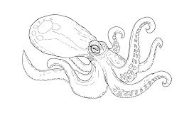 Most relevant best selling latest uploads. Octopus Line Drawing On Behance