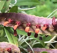 Image result for Bulbophyllum falcatum