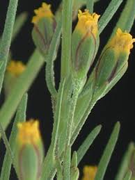 Image result for Schkuhria pinnata