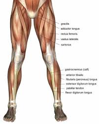 It features two bones known as the tibia, or shin bone, and the smaller fibula.depending on their location in the anatomy of the leg, its muscle groups are divided into four different regions called compartments. Upper Leg And Lower Leg Muscle Anatomy
