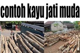 Check spelling or type a new query. Lemari Jati Kualitas Super Grade A Harga Termurah Hp Wa 0811805300