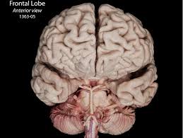 Image result for Frontal Lobe