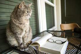 The cat in the hat (the cat in the hat, by dr. Literary Cat Names Find The Perfect Author Name For Your Cat Kittymews Cat News From Around The World