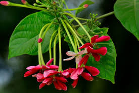 Image result for Quisqualis