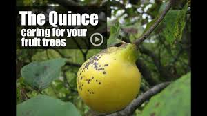 We did not find results for: Growing Quinces Caring For Your Fruit Trees Youtube