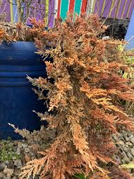 Image result for Juniperus
