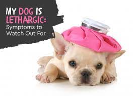 My Dog Is Lethargic And Not Himself Unusual Dog Illness Symptoms To Watch Out For Thedogtrainingsecret Com Thedogtrainingsecret Com