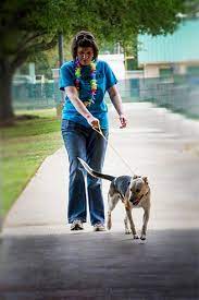 Maybe you would like to learn more about one of these? League City Animal Services The League City Official Website