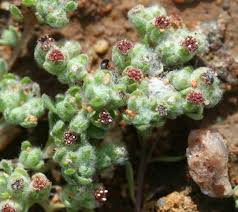 Image result for Helichrysopsis