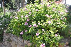Image result for Pelargonium
