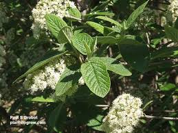 Image result for Rhabdophyllum